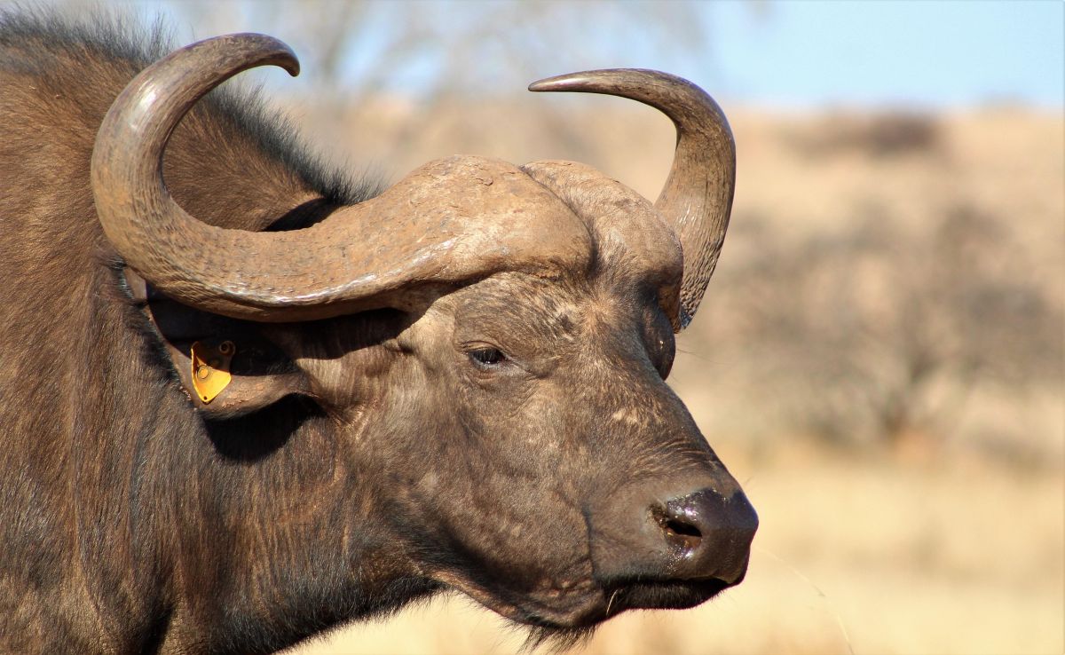 cape buffalo which is part of the big 5