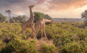 everything you need to know before visiting kenya