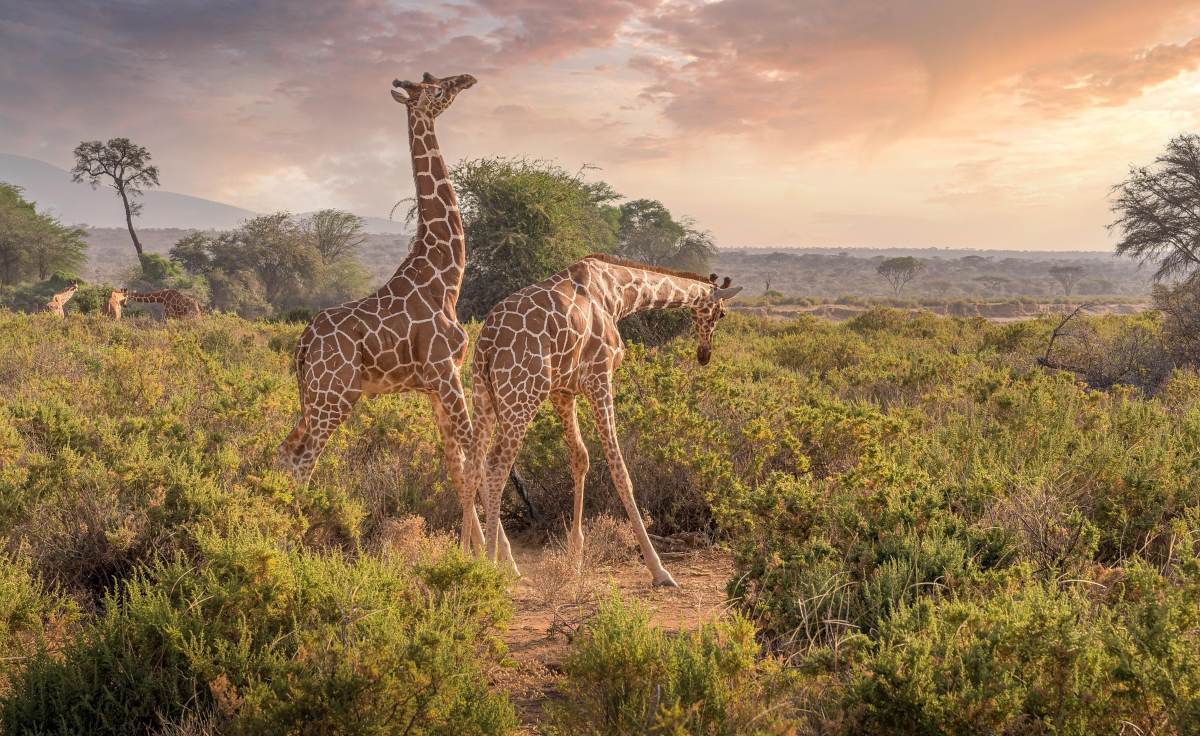everything you need to know before visiting kenya