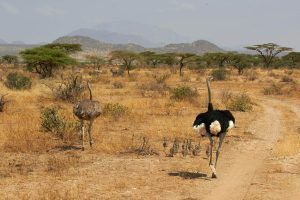 What to know before visiting kenya