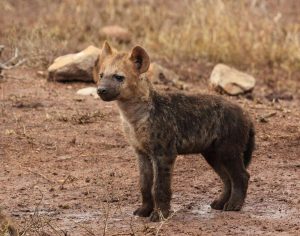 image of a young hyena spotted during a safari in kenya