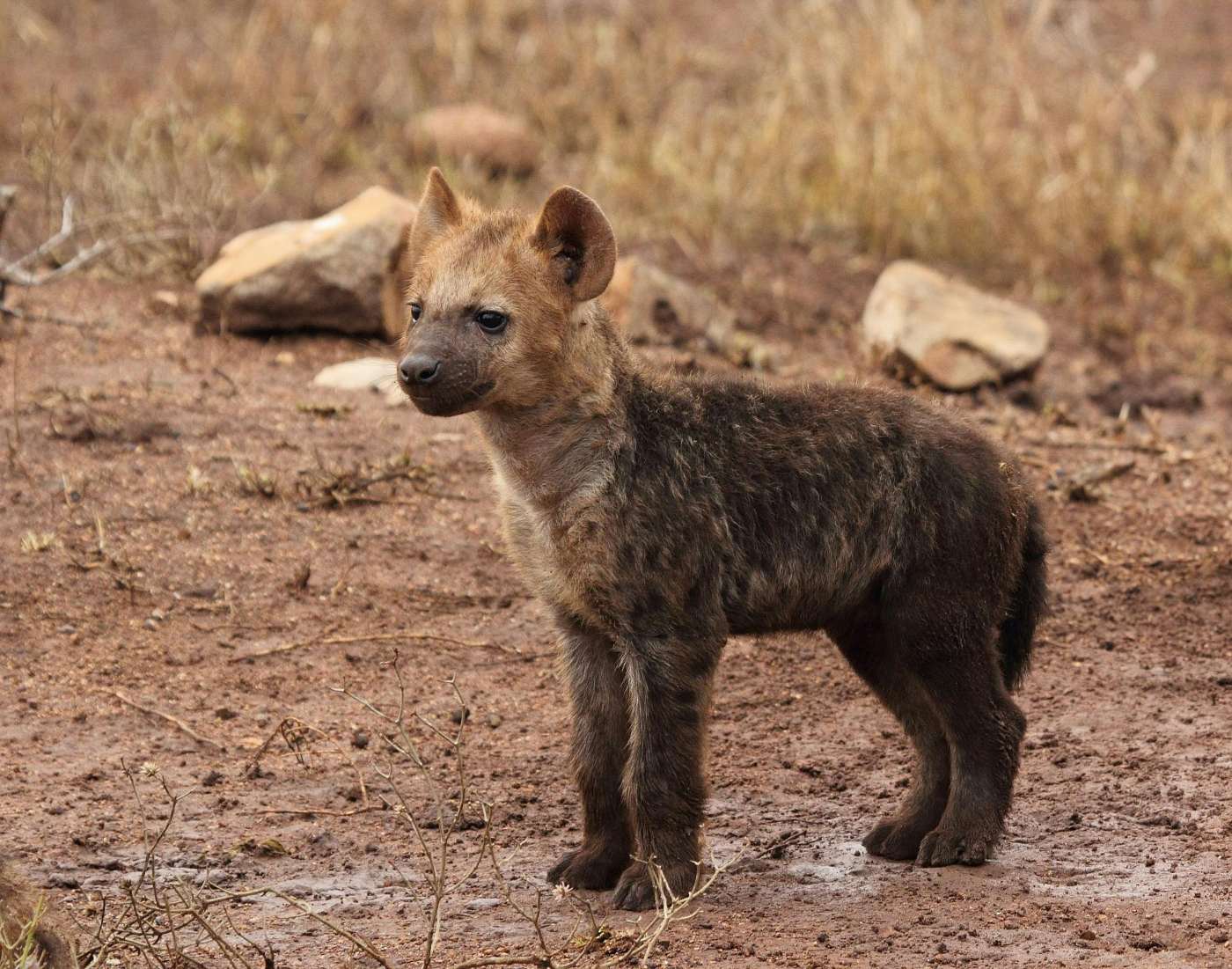 image of a young hyena spotted during a safari in kenya