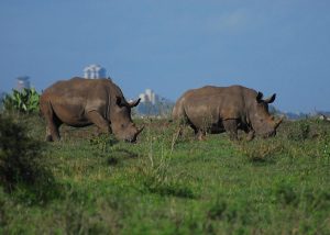 Image of rhinos in Nairobi National Park