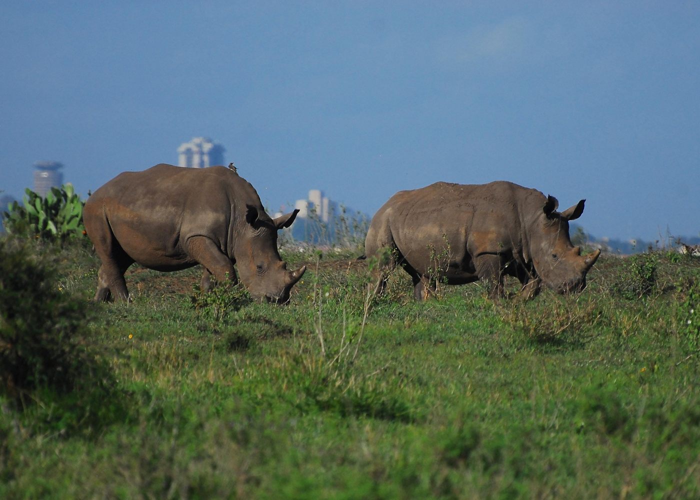 Image of rhinos in Nairobi National Park