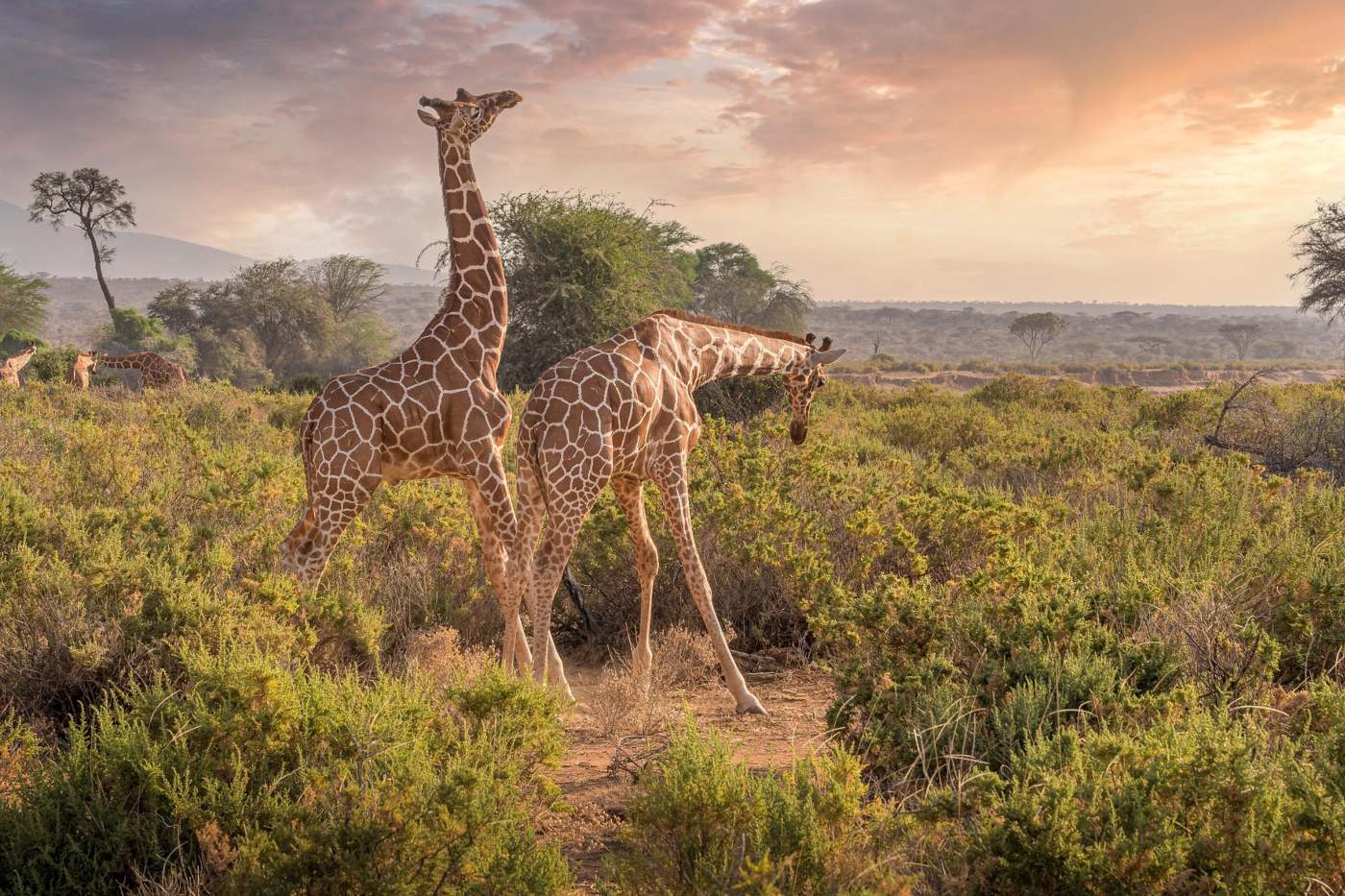Kenya safari guide - Choosing between Conservancies and the Masai Mara National Reserve